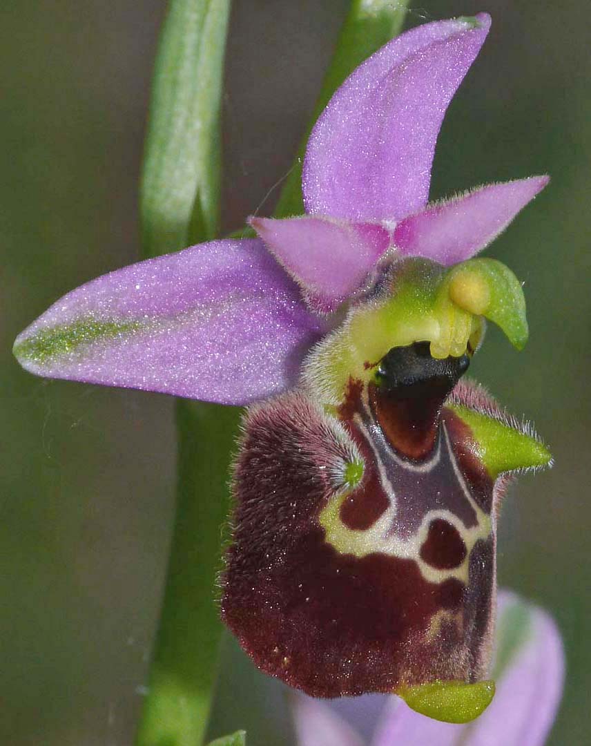 Ophrys gracilis